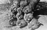 Photo of cougar heads piled up by a tree