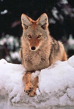 Photo of coyote with link to WaPo article