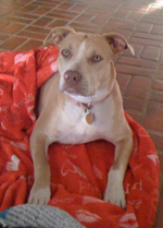 Photo of pitbull killed by M-44