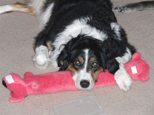 Border collie Maggie pictured on her last Christmas