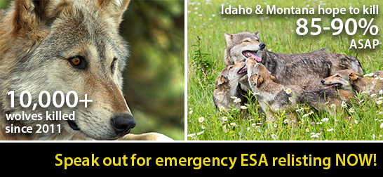 Photos of wolves, call for emergency ESA relisting
