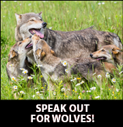 Photo of wolf family with call to speak out for wolves