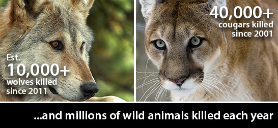 Photo with stats on wolves, cougars, other wildlife killed under guise of wildlife management