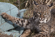 Photo of bobcat caught in snare