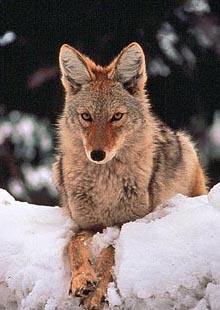 Photo of coyote, link to info on counter-productive killing