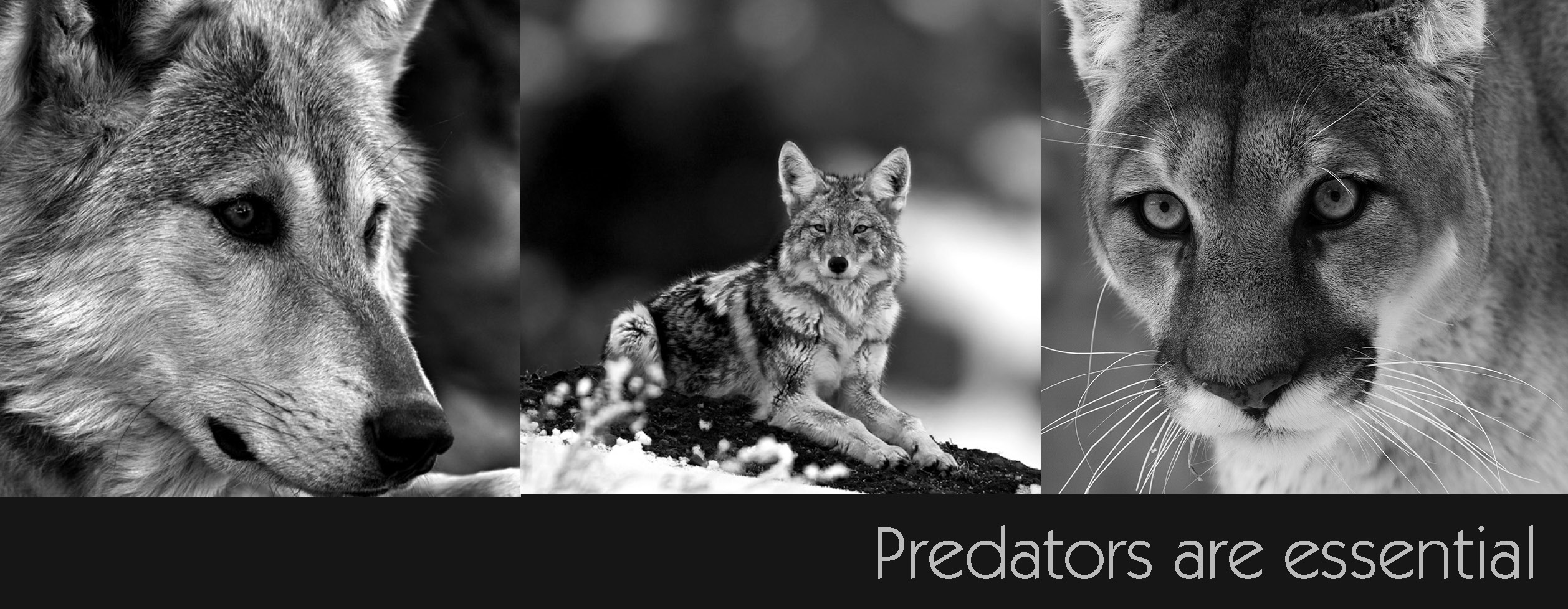 Photo of wolf, coyote, cougar - our predators are essential