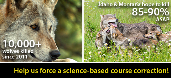 Photos of wolves, call for science-based course-correction