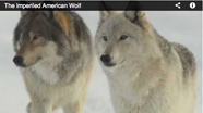 Link to film, The Imperiled American Wolf